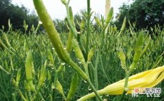 【种植】黄花菜种植：黄花菜的施肥管理技术