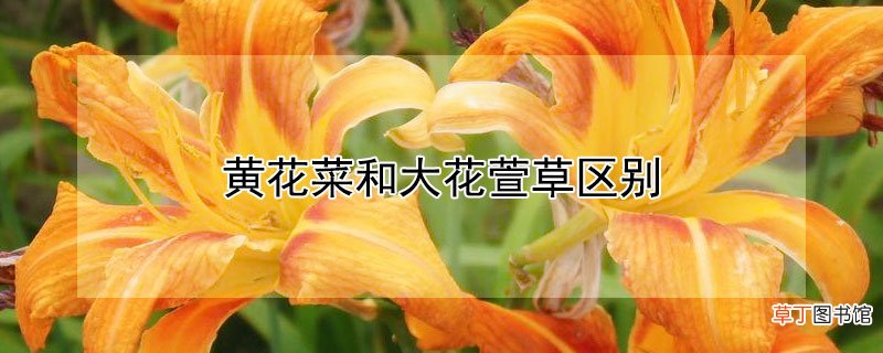 【花】黄花菜和大花萱草区别