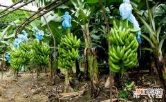 【香蕉】暴雨后香蕉该如何施肥？香蕉种植的施肥技术