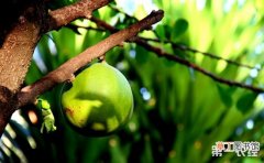 【树】西瓜树到底是什么树苗？西瓜树的西瓜可以吃吗？