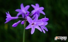 【花】怎样种植紫娇花？紫娇花种植技术