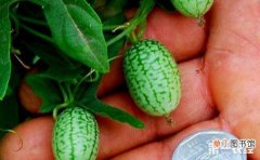 【图片】世界上最小的水果是什么？世界上最小的水果图片