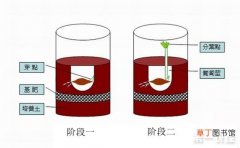 【种植方法】酢浆草怎么种？酢浆草种植方法流程图