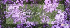 【花】蓝香芥花期