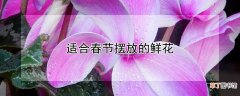 【春节】适合春节摆放的鲜花