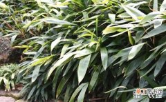 【种植】哪里有种植箬竹的？箬竹种植亩产量高吗？