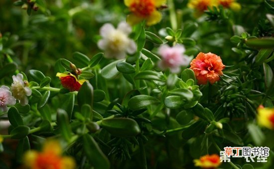 【盆栽】9种适合懒人养的盆栽植物介绍！连“养花杀手”都难养死