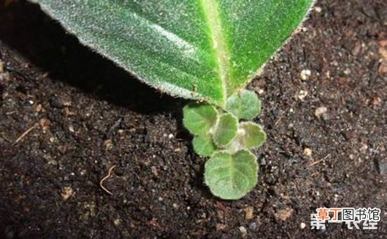 【盆栽】5种常见盆栽植物的扦插方法介绍！趁着秋季一盆变多盆