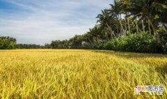 【水稻】新改良技术：盐碱地种植水稻可亩产千斤
