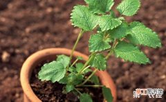 【植物】盆栽植物的5大养护技巧介绍！