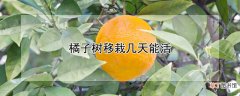 【树】橘子树移栽几天能活