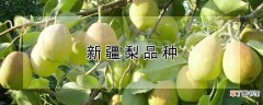 【品种】新疆梨品种