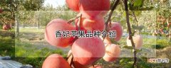 【苹果】香妃苹果品种介绍