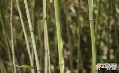 【多】刚竹种植每平多少株？刚竹的种植间距和密度