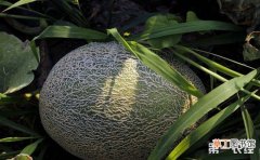 【哈密瓜】哪些地区可以种植哈密瓜？哈密瓜的种植条件和种植地区介绍