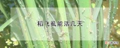 【花卉大全】稻飞虱能活几天