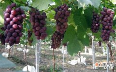 【种植】怎么在暖棚里种葡萄？暖棚葡萄种植技术