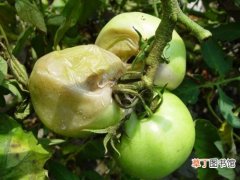 【防治】番茄细菌性软腐病如何防治？