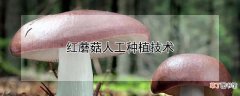 【种植】红蘑菇人工种植技术