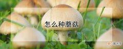 【蘑菇】怎么种蘑菇