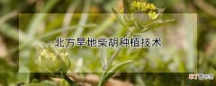 【柴胡】北方旱地柴胡种植技术