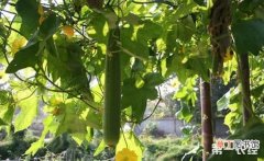 【种植】丝瓜怎么种植才能丰产？丝瓜的高产丰产种植技术
