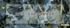 【兰花】露天西兰花施肥种植管理技术
