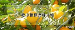 【品种】爱沙柑橘品种介绍