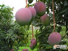 【常见】芒果树的常见病虫害有哪些？