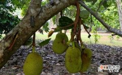 【种植】四季菠萝蜜有什么种植优势？四季菠萝蜜的种植技术