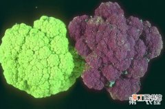 【原因】青花菜紫花球出现原因以及防治方法简介
