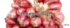 【方法】红葱的种植时间和方法