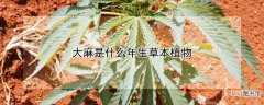 【植物】大麻是什么年生草本植物
