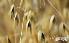 【种植】燕麦怎么种植？燕麦的种植管理技术