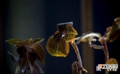 【种植】金线莲如何种植？大棚金线莲的种植技术与管理