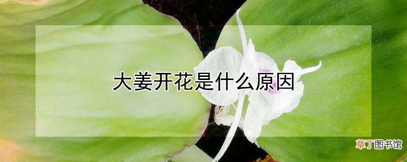 【花】大姜开花是什么原因