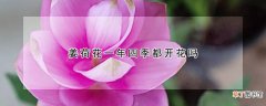 【花】姜荷花一年四季都开花吗