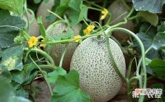 【种植】哈密瓜什么时候种植？哈密瓜的种植时间和方法