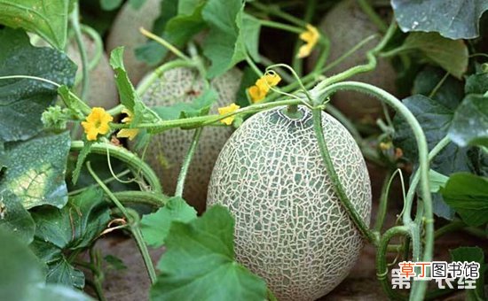 【种植】哈密瓜什么时候种植？哈密瓜的种植时间和方法
