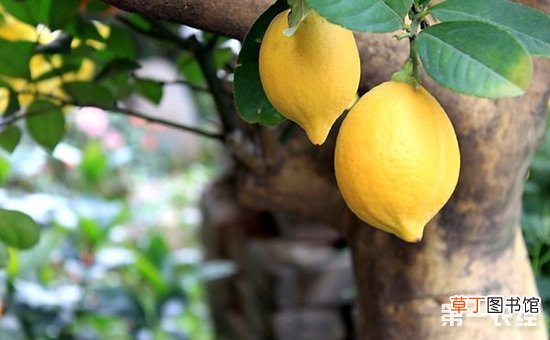 【树】柠檬树怎么种植？柠檬树的种植技术与管理