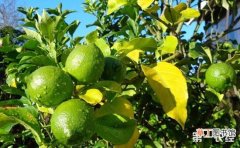 【树】柠檬树怎么种植？柠檬树的种植技术与管理