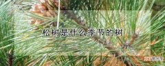 【树】松树是什么季节的树