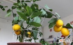 【树】柠檬树盆栽怎么养？盆栽柠檬树的养殖方法