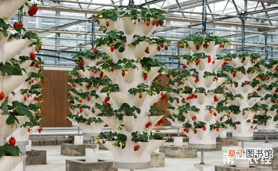 【栽培】草莓怎么立体栽培？立体种植草莓技术