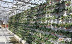 【栽培】草莓怎么立体栽培？立体种植草莓技术