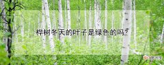 【冬天】桦树冬天的叶子是绿色的吗？