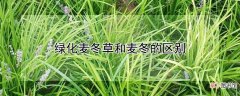 【麦冬草】绿化麦冬草和麦冬的区别