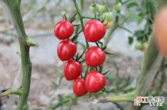 【番茄】樱桃番茄苗期病虫害综合防治方法