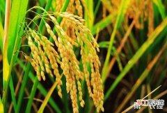【防治】水稻黄矮病的防治方法