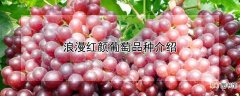 【葡萄】浪漫红颜葡萄品种介绍